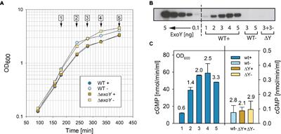 Prevalence of ExoY Activity in Pseudomonas aeruginosa Reference Panel Strains and Impact on Cytotoxicity in Epithelial Cells